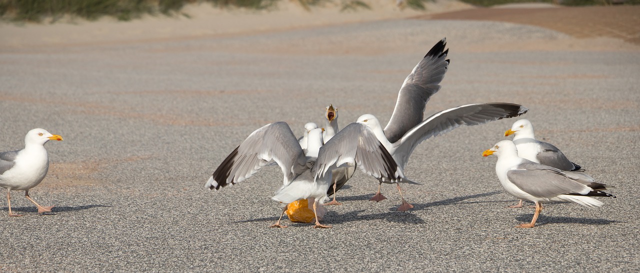 seagulls dispute bread free photo