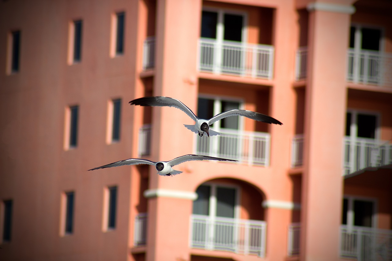 seagulls birds flight free photo