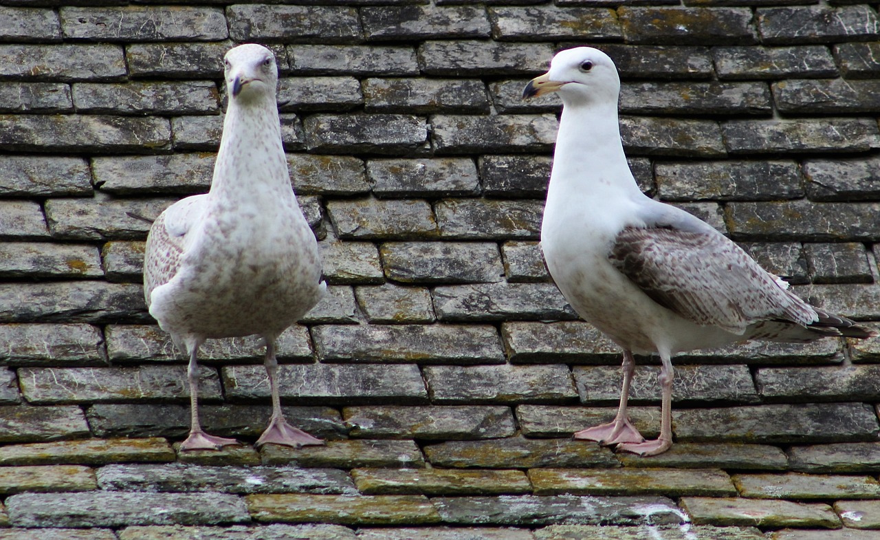 seagulls birds roof free photo