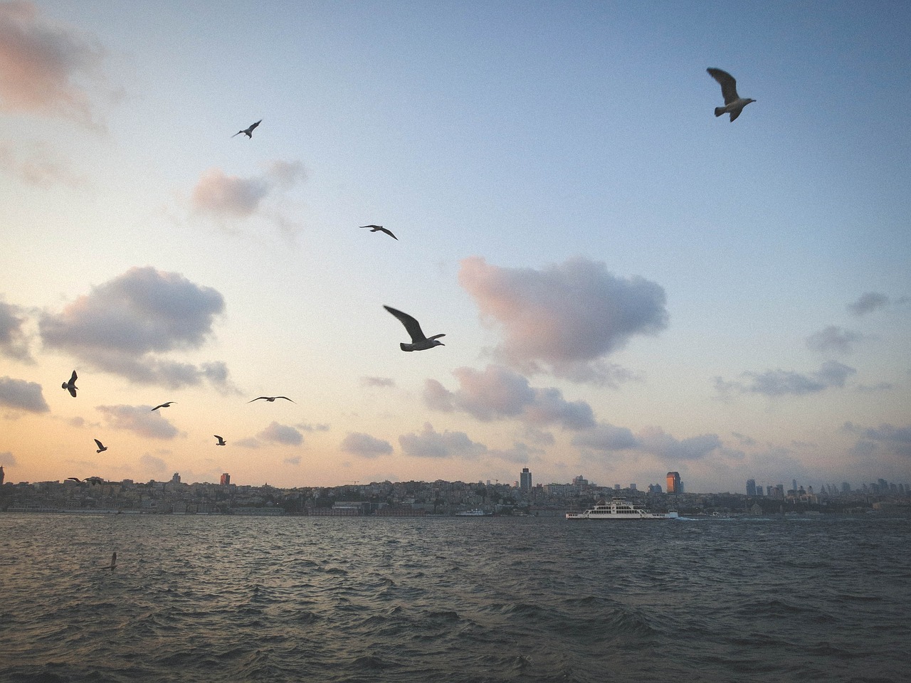 seagulls birds sky free photo