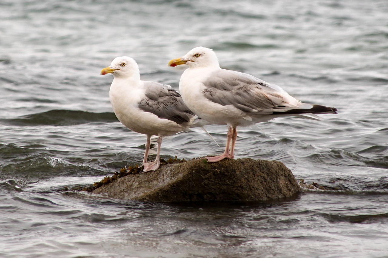 seagulls bird ocean free photo