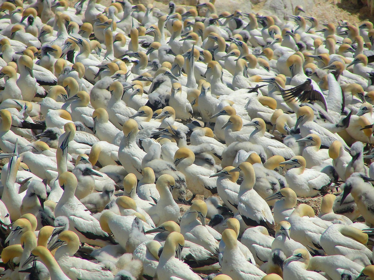 seagulls birds beach free photo