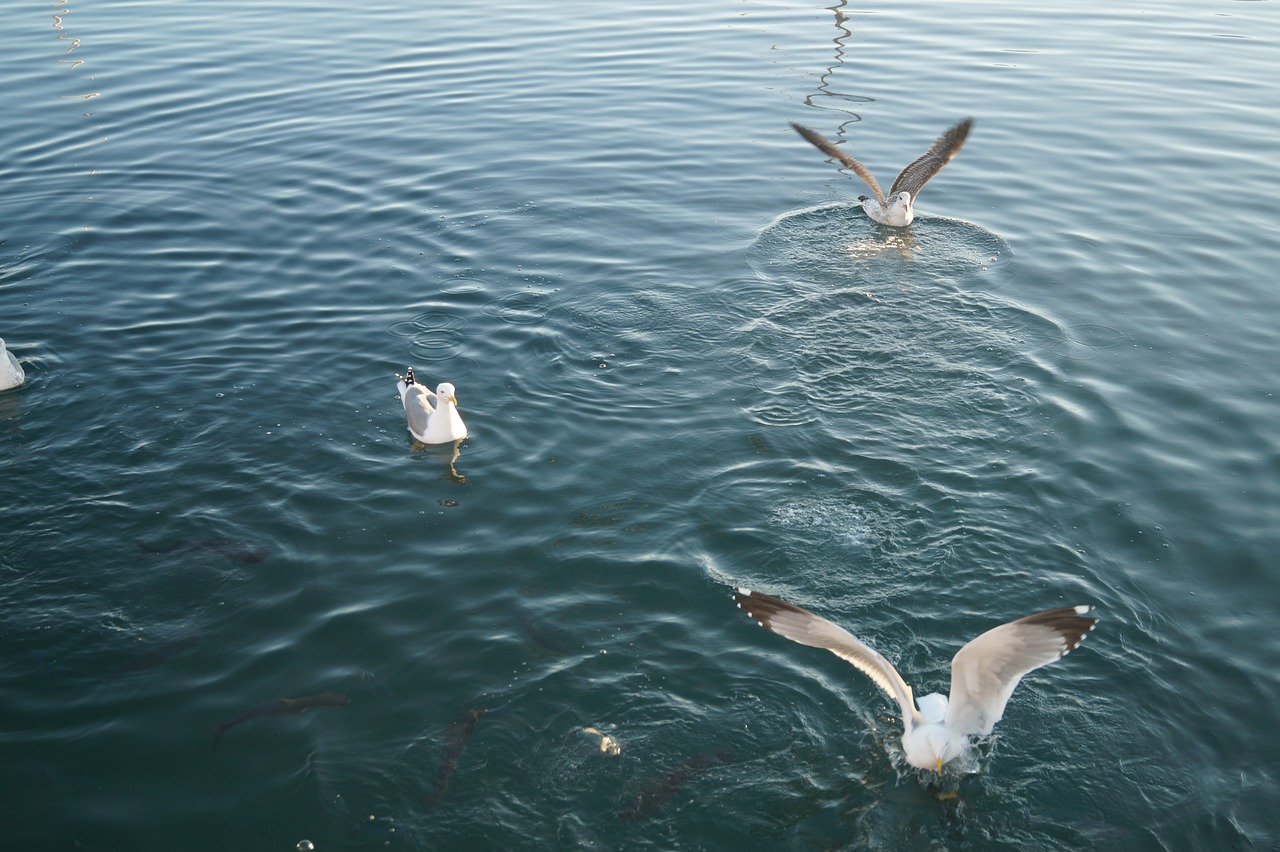 seagulls feeding-time landing on water free photo