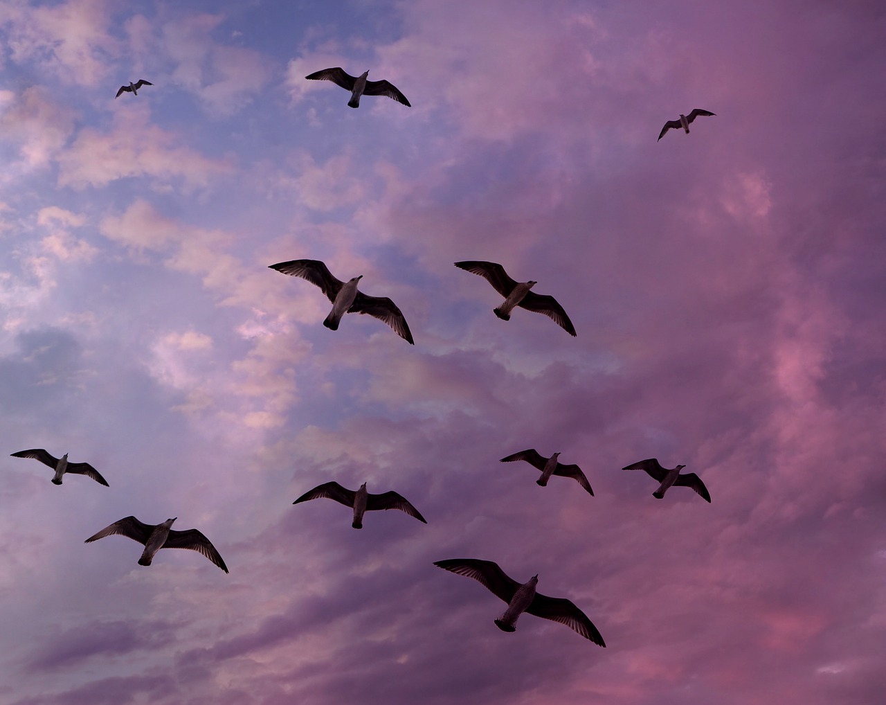 seagulls sky flight free photo