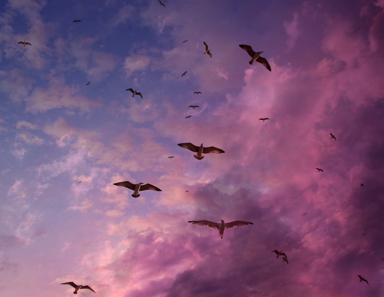 seagulls sky flight free photo