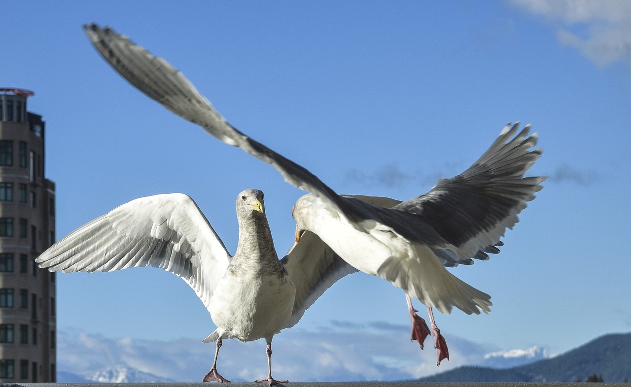 seagulls confrontation gulls free photo