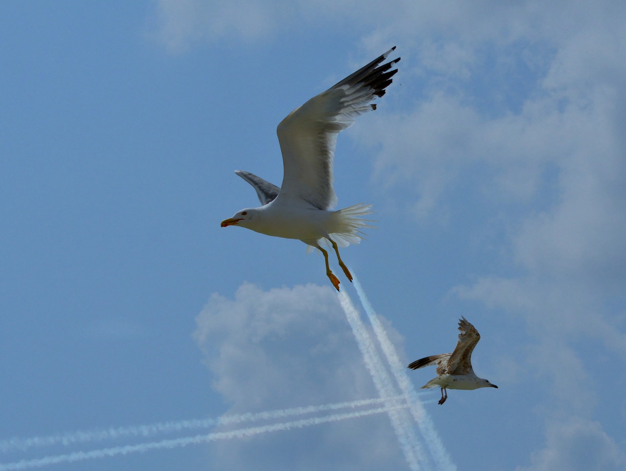 seagulls traces funny free photo