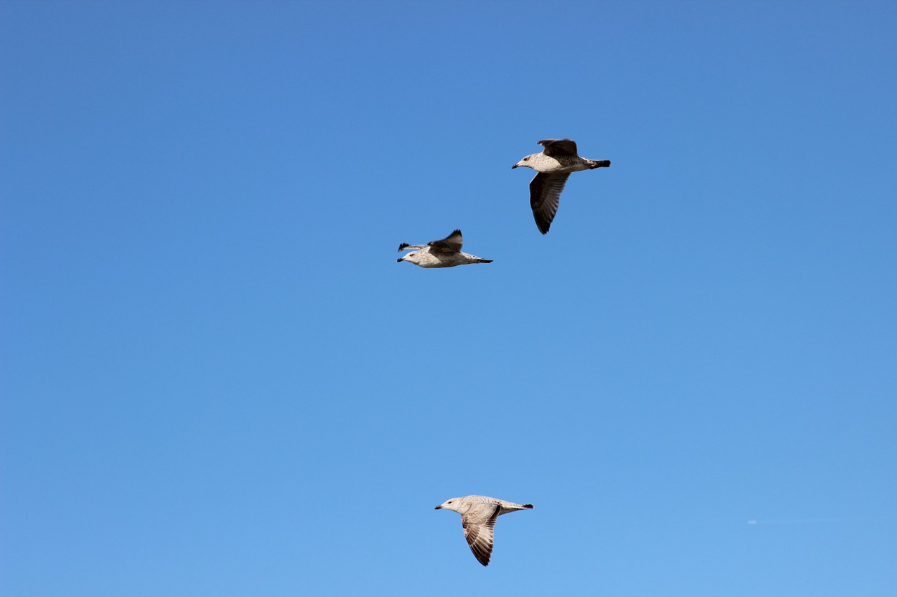 seagulls bird flight sky free photo