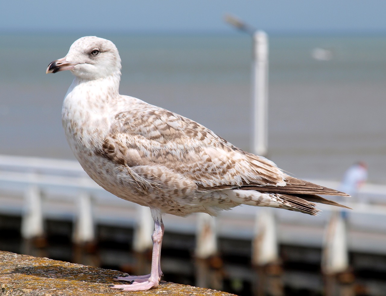 seagulls port north sea free photo