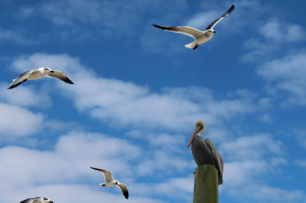 seagulls pelican sea life free photo