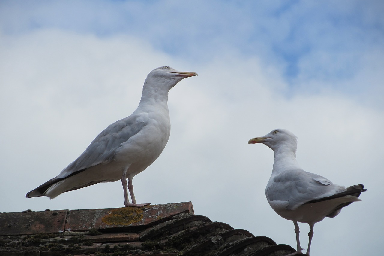 seagulls gulls birds free photo