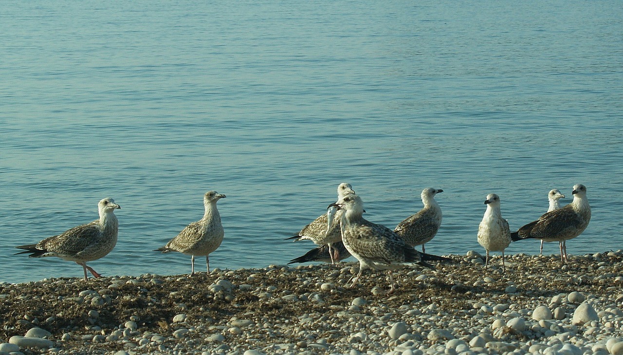 seagulls sea beach free photo