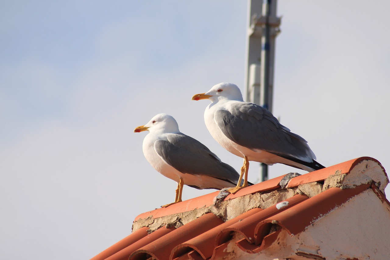 seagulls  birds  water bird free photo