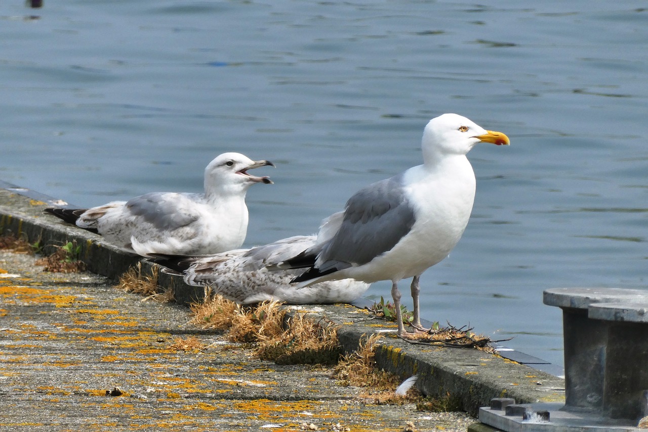 seagulls  port  seagull free photo