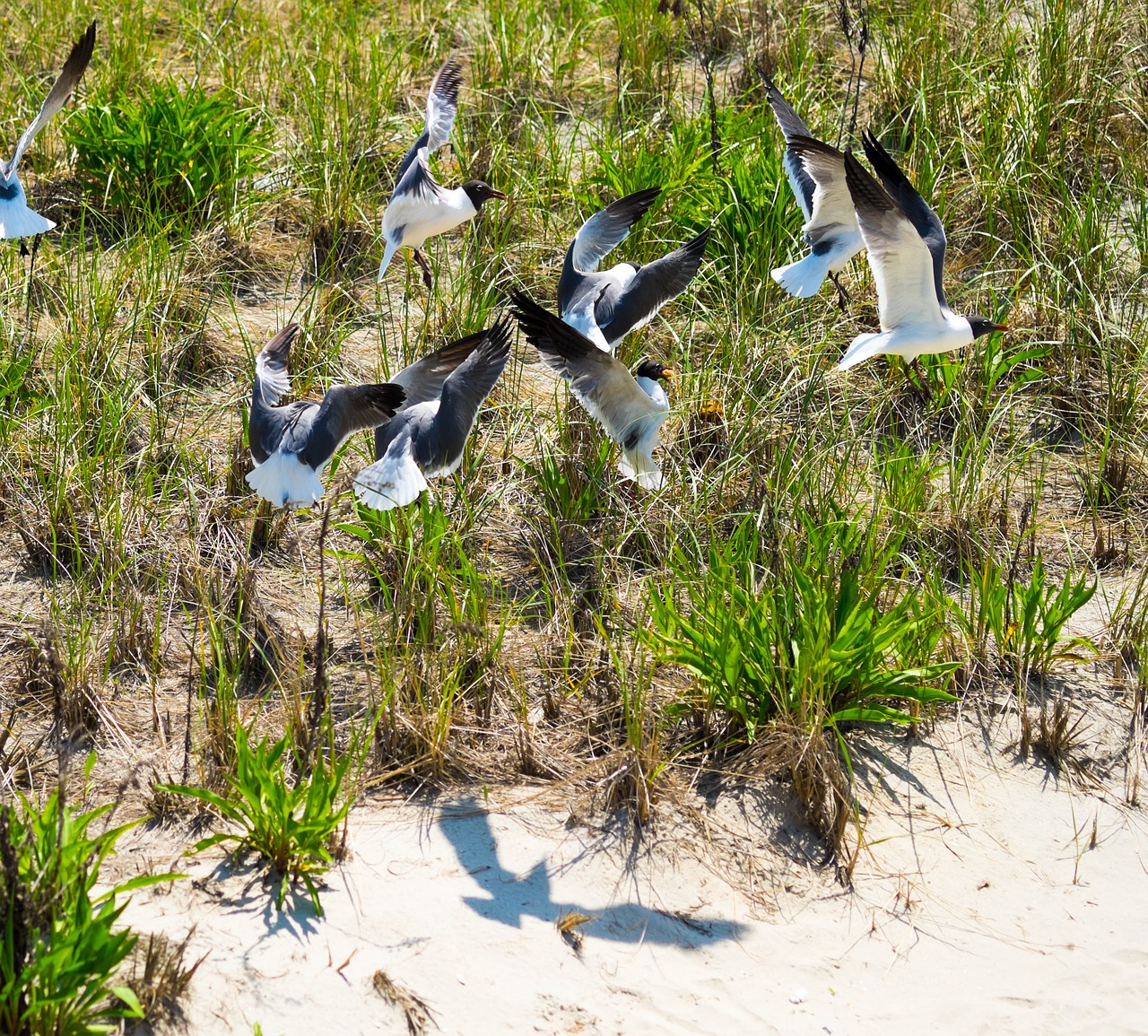 seagulls  flight  birds free photo