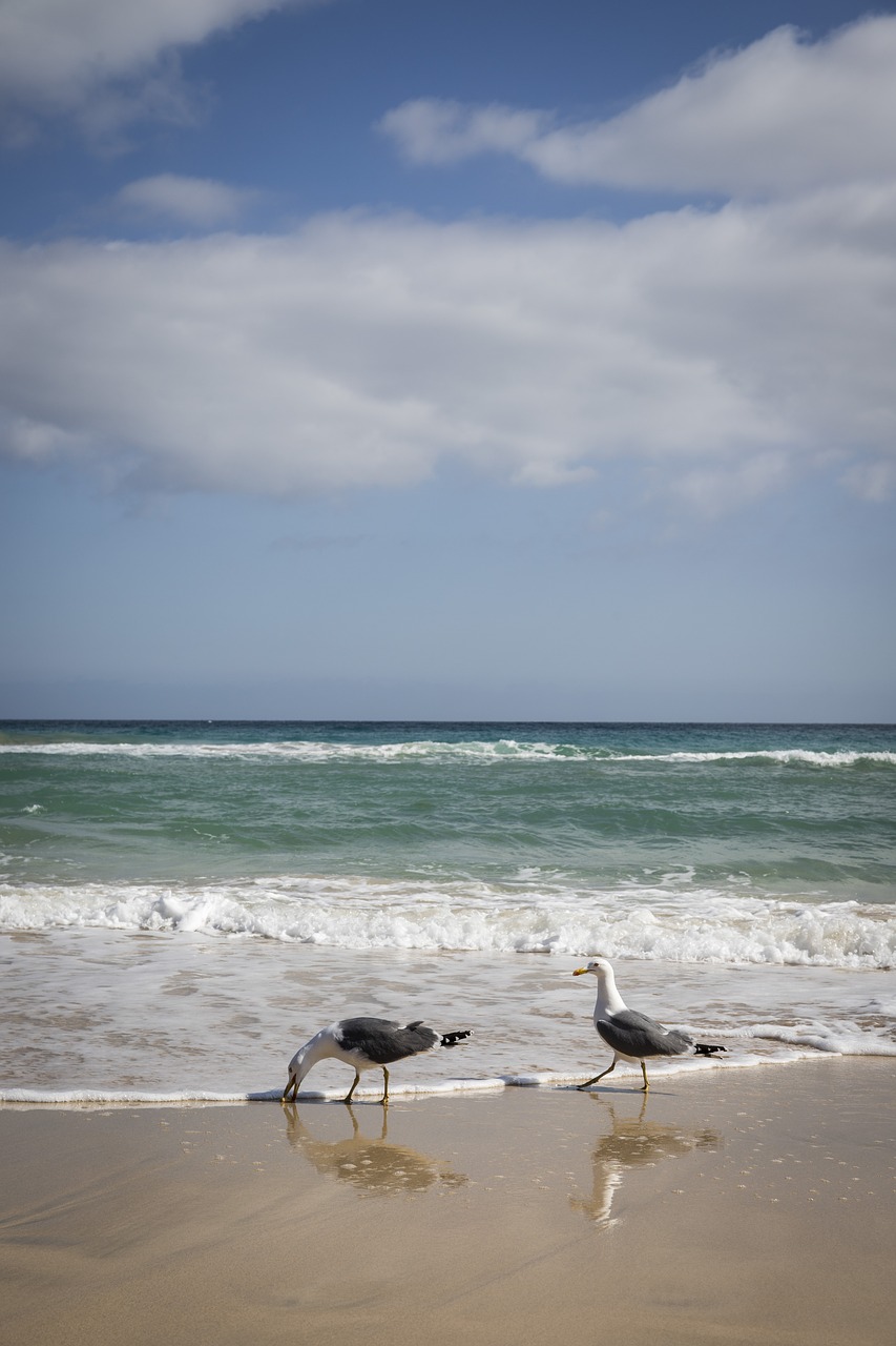 seagulls  beach  sea free photo