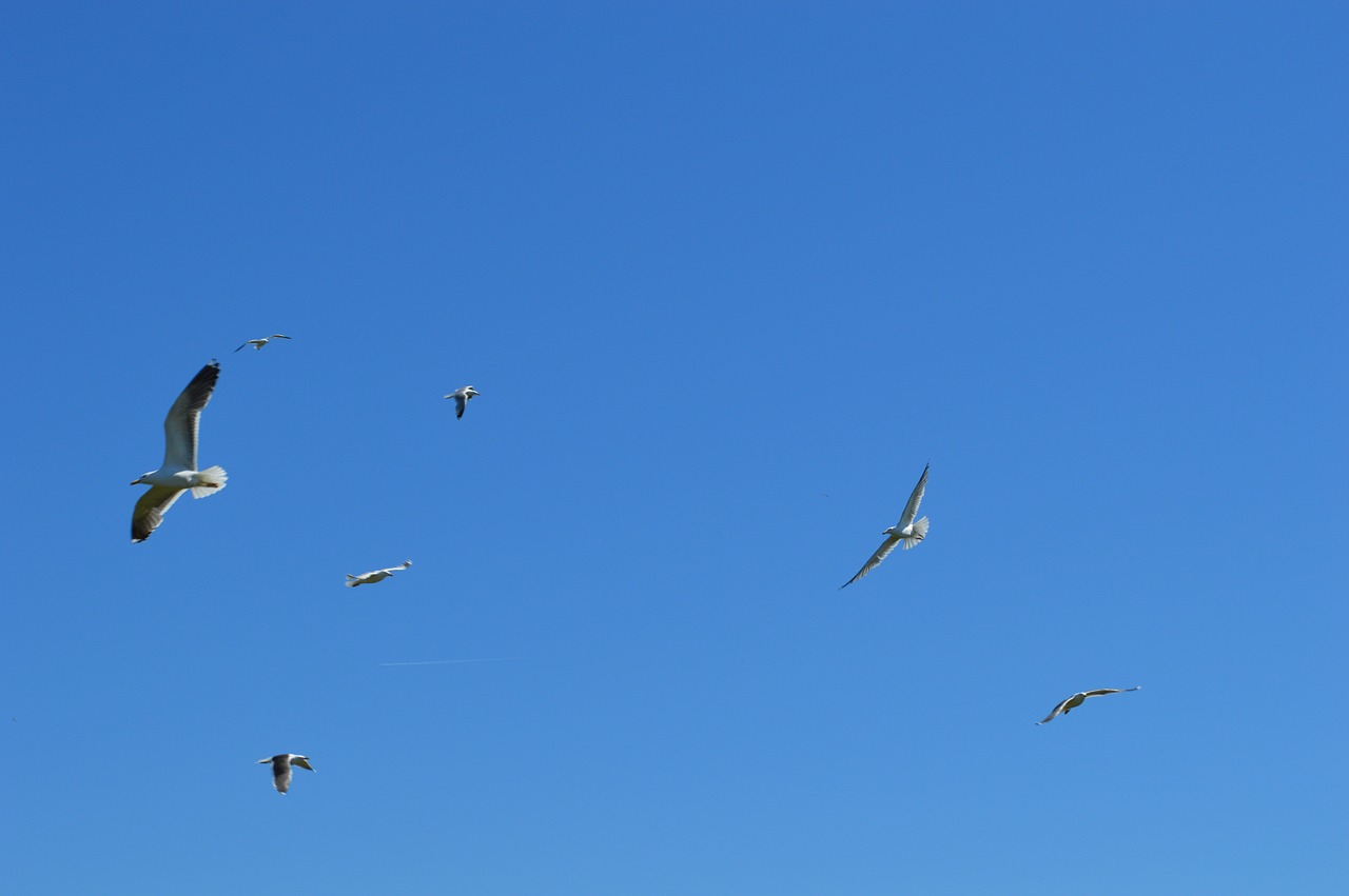 seagulls fly birds free photo