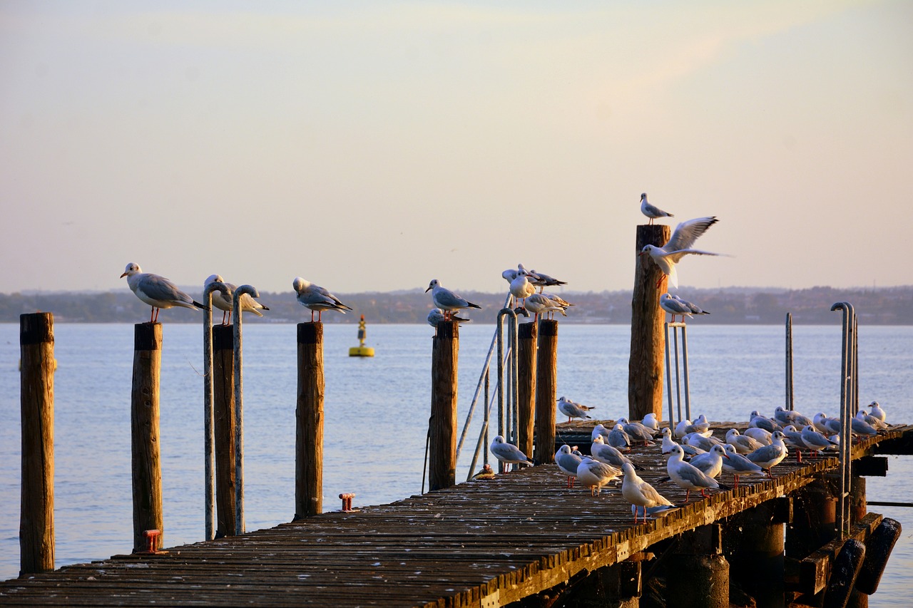 seagulls  rest  jetty free photo