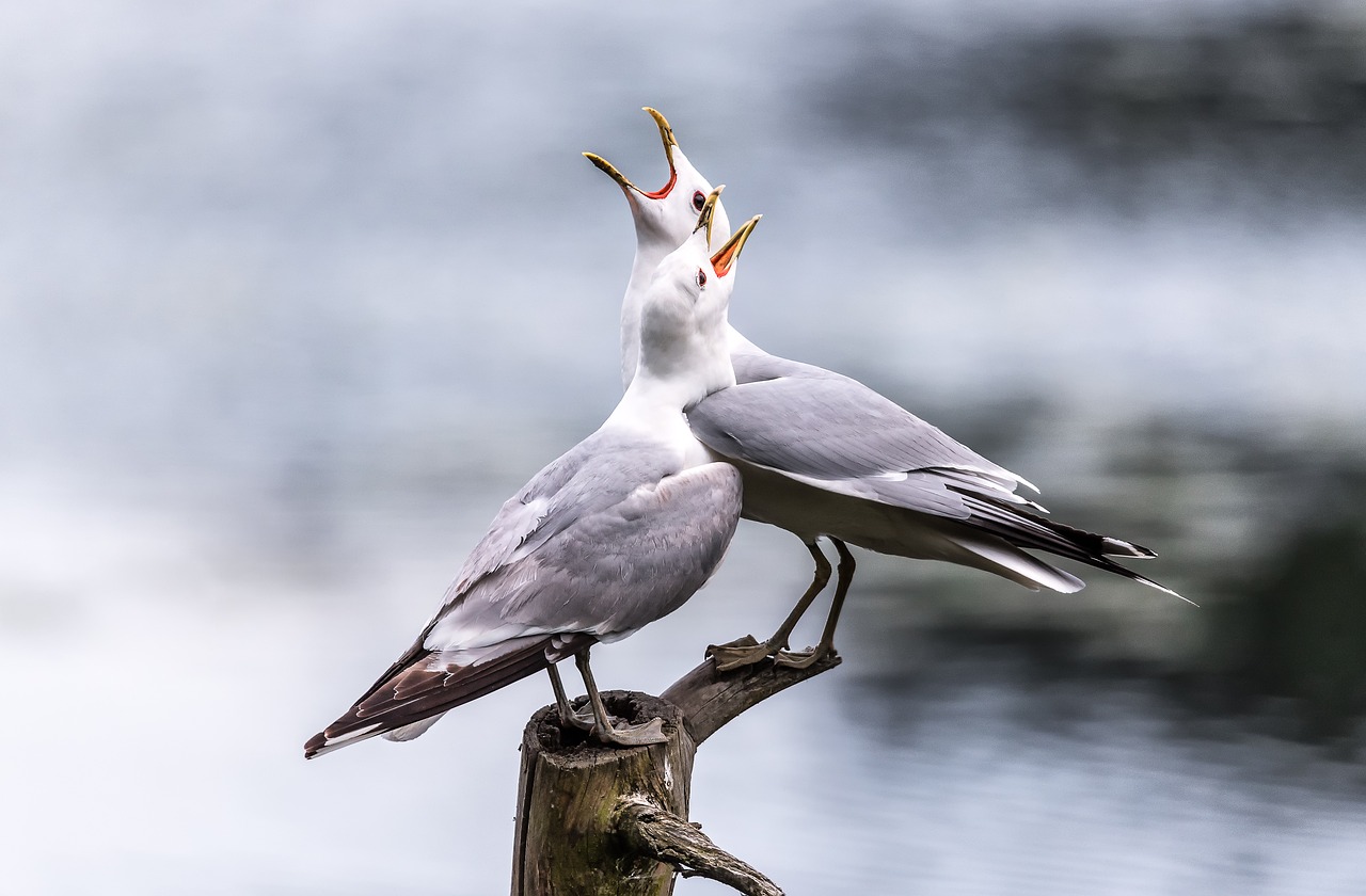 seagulls  screaming  lake free photo