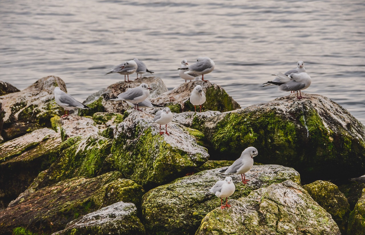 seagulls  rocks  lake free photo