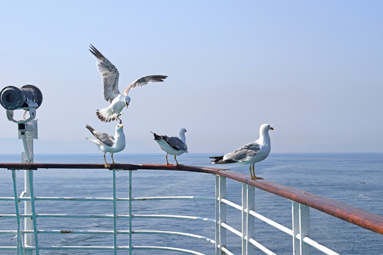 seagulls  sea  ferry free photo