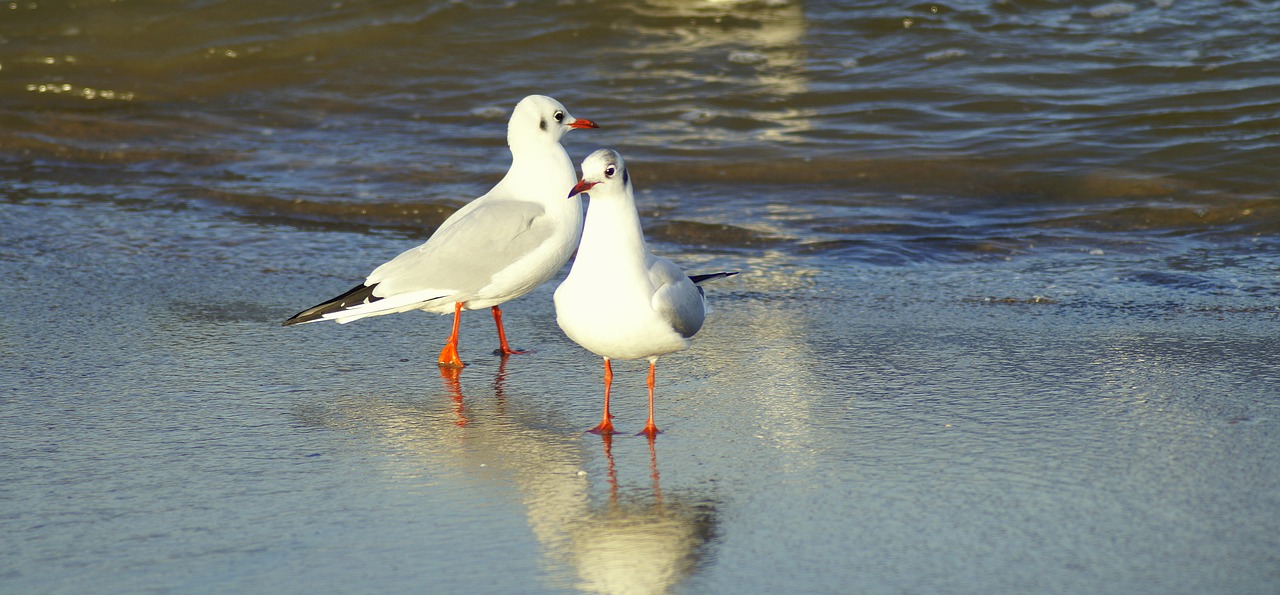 seagulls  beach  coast free photo