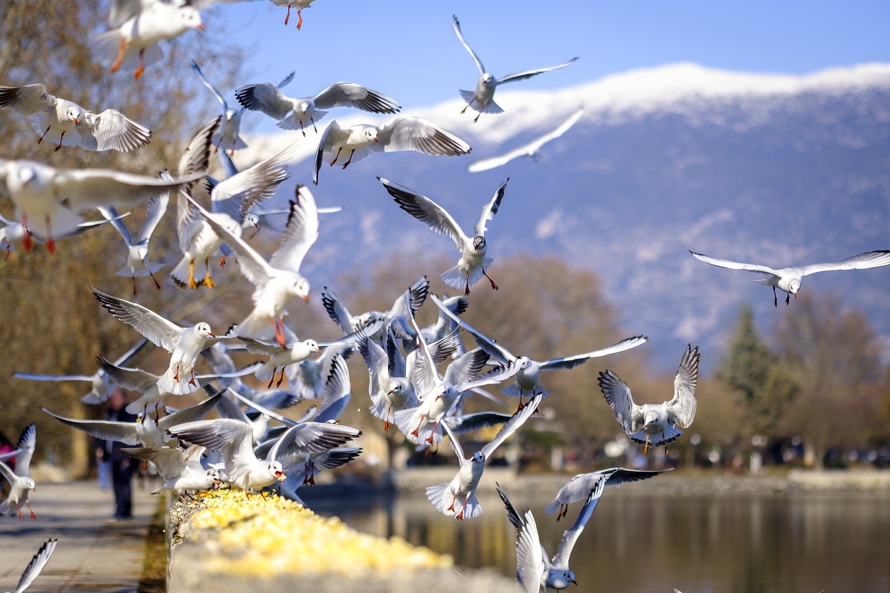 seagulls  ioannina  birds free photo