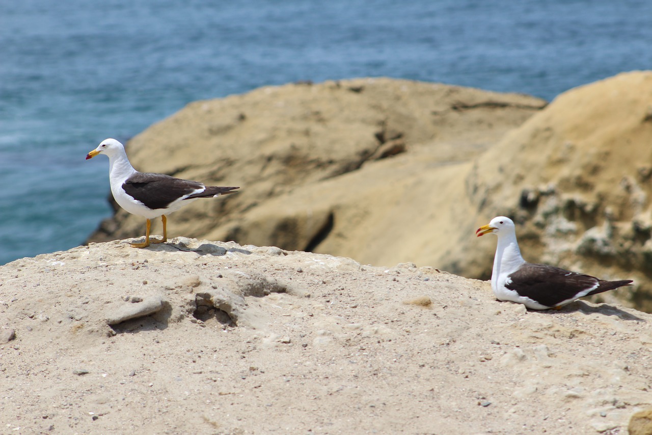 seagulls  sea  holiday free photo