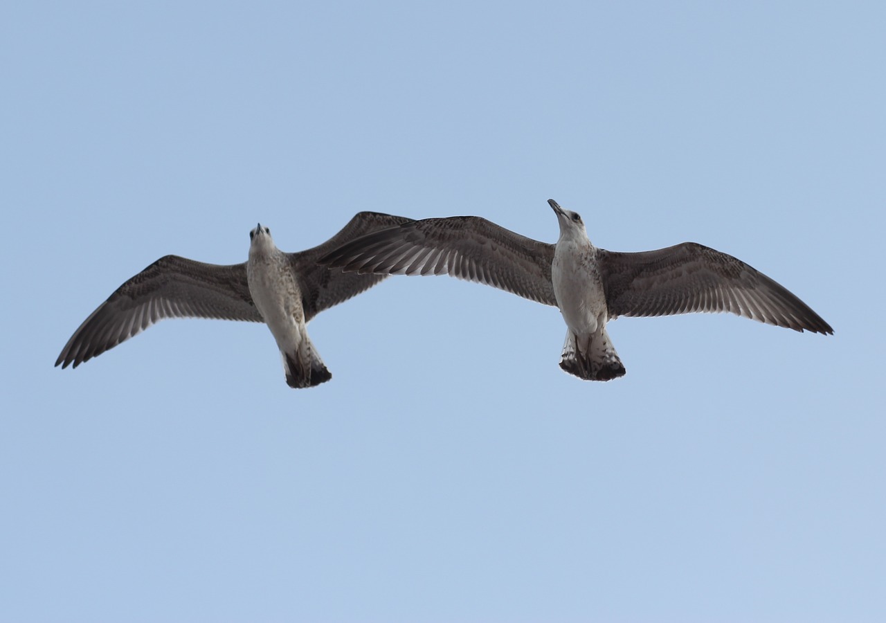 seagulls  pair  two free photo