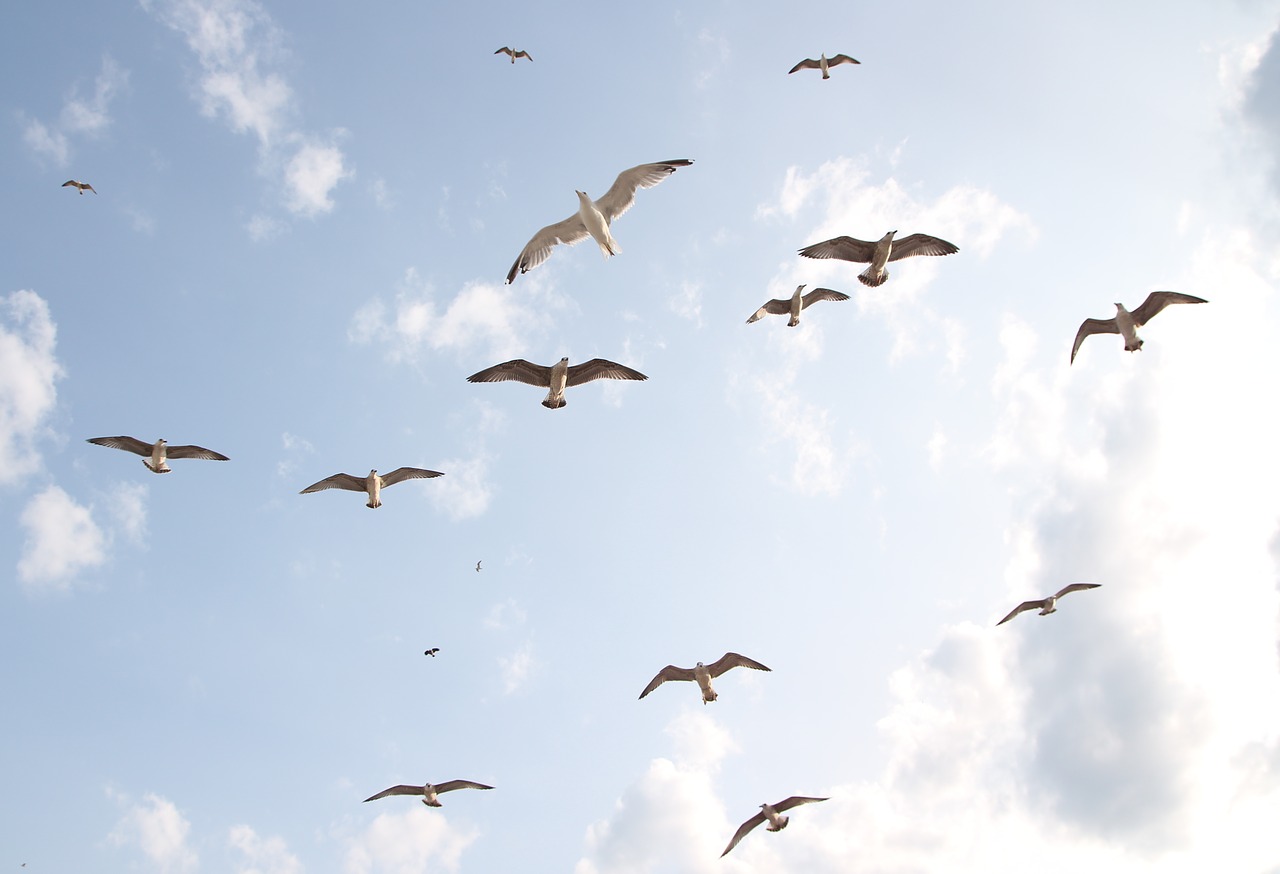 seagulls  flight  birds free photo