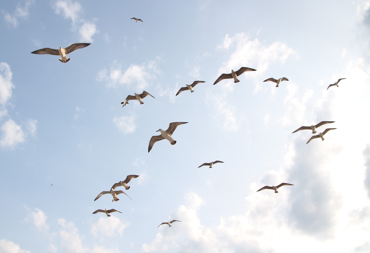 seagulls  flight  birds free photo