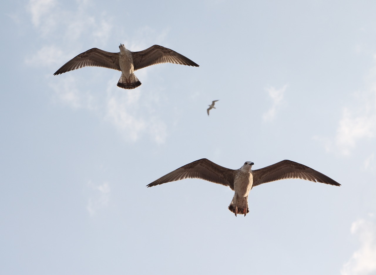 seagulls  flight  birds free photo