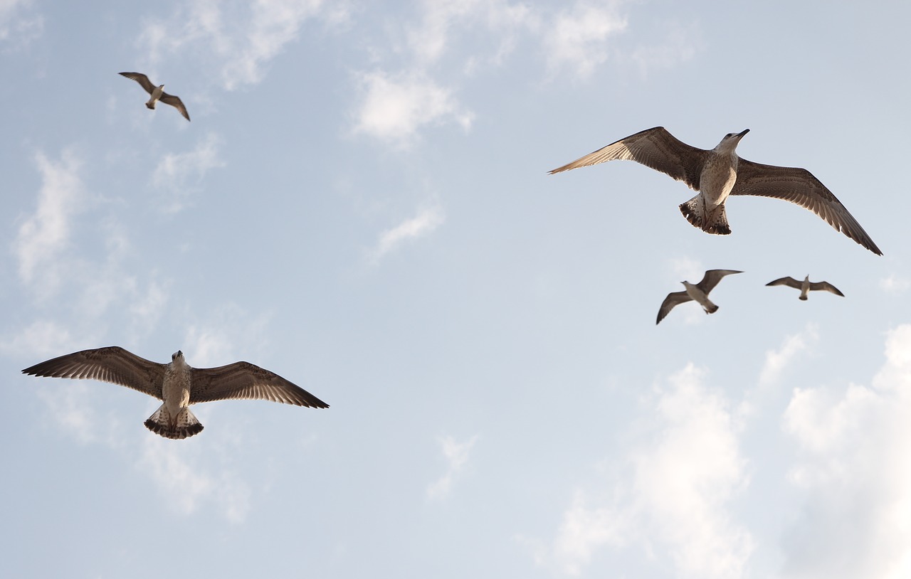 seagulls  flight  birds free photo