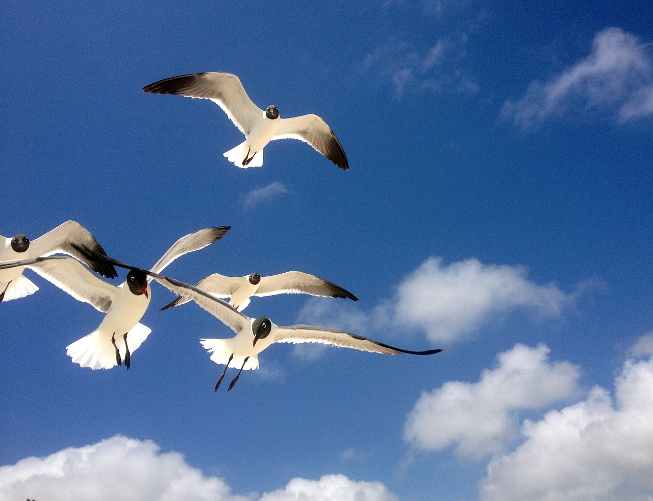 seagulls freedom flying free photo