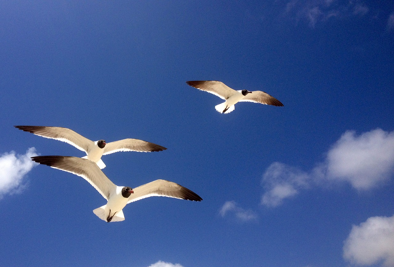 seagulls gulls birds free photo