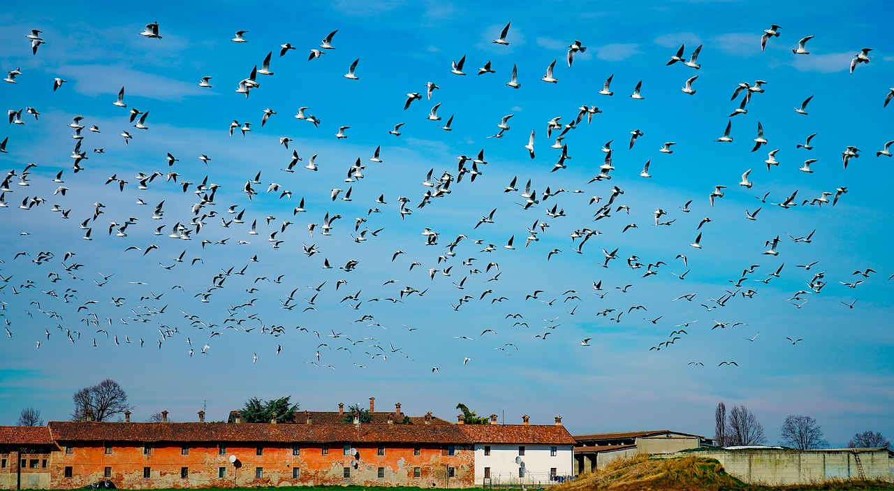 seagulls  in flight  flight free photo