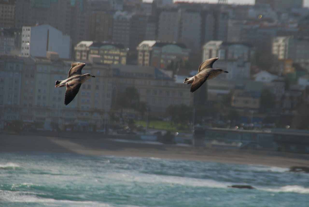 seagulls  riazor beach  la coruña free photo