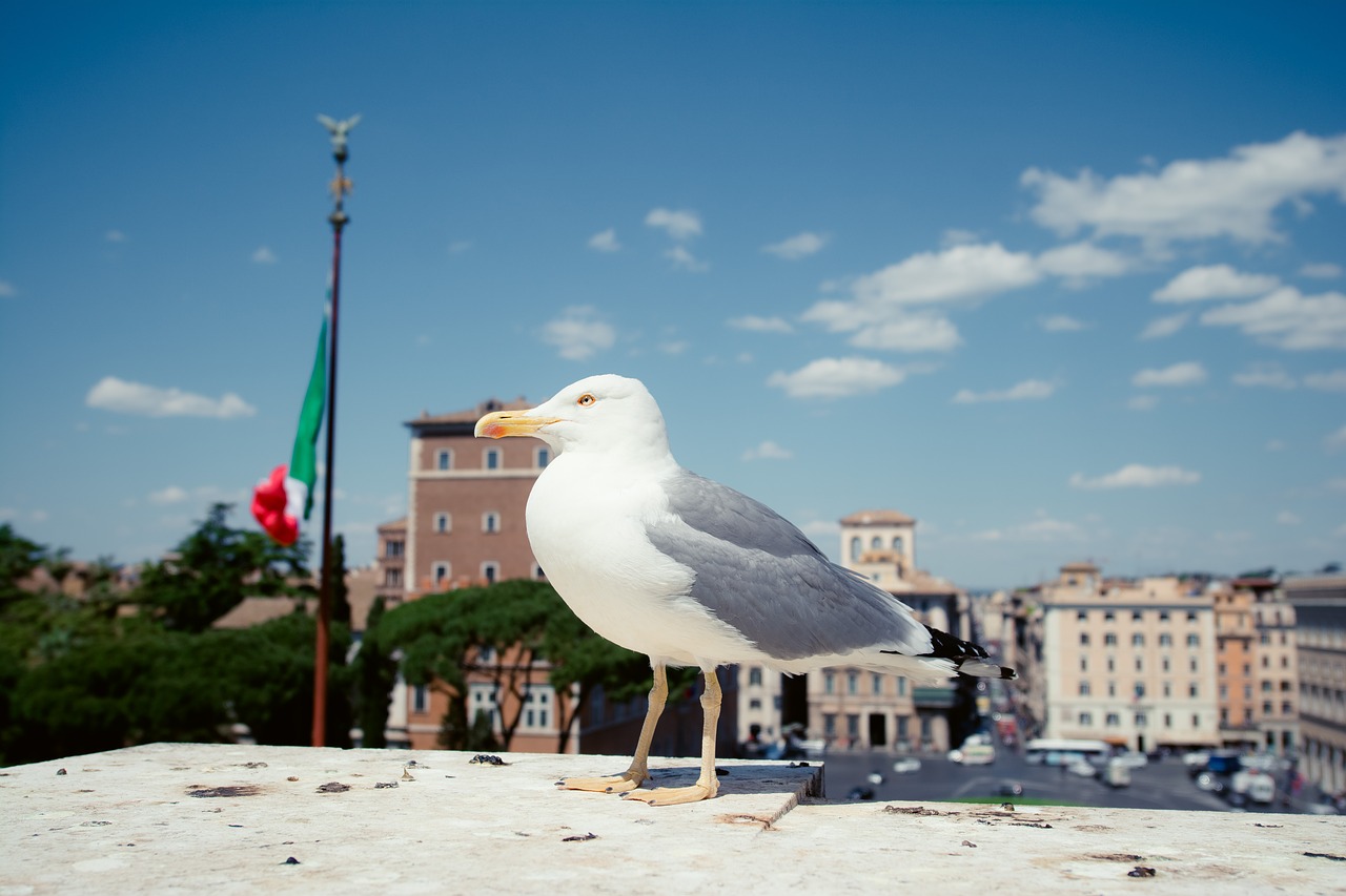 seagulls  rome  venice square free photo