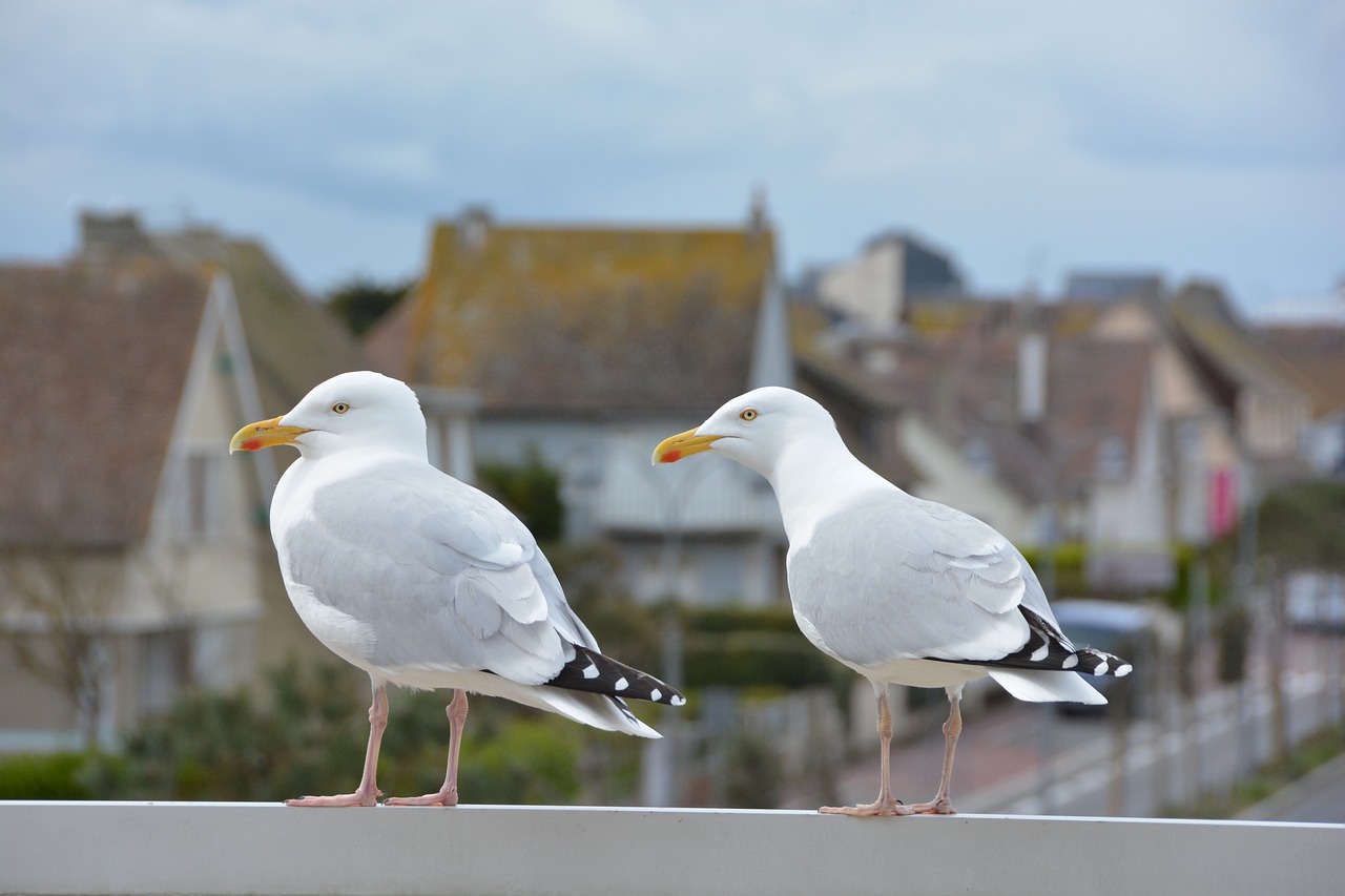 seagulls  birds  marine free photo