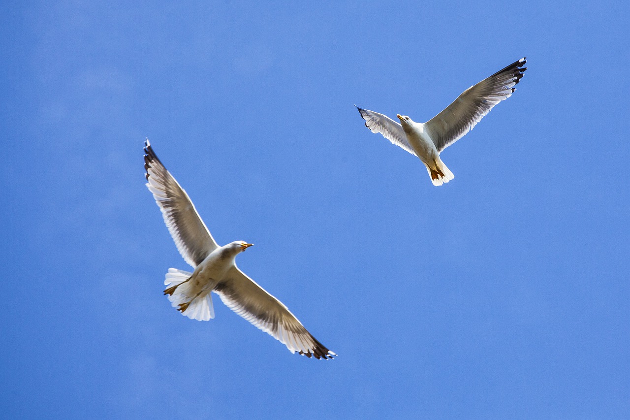 seagulls  sky  birds free photo