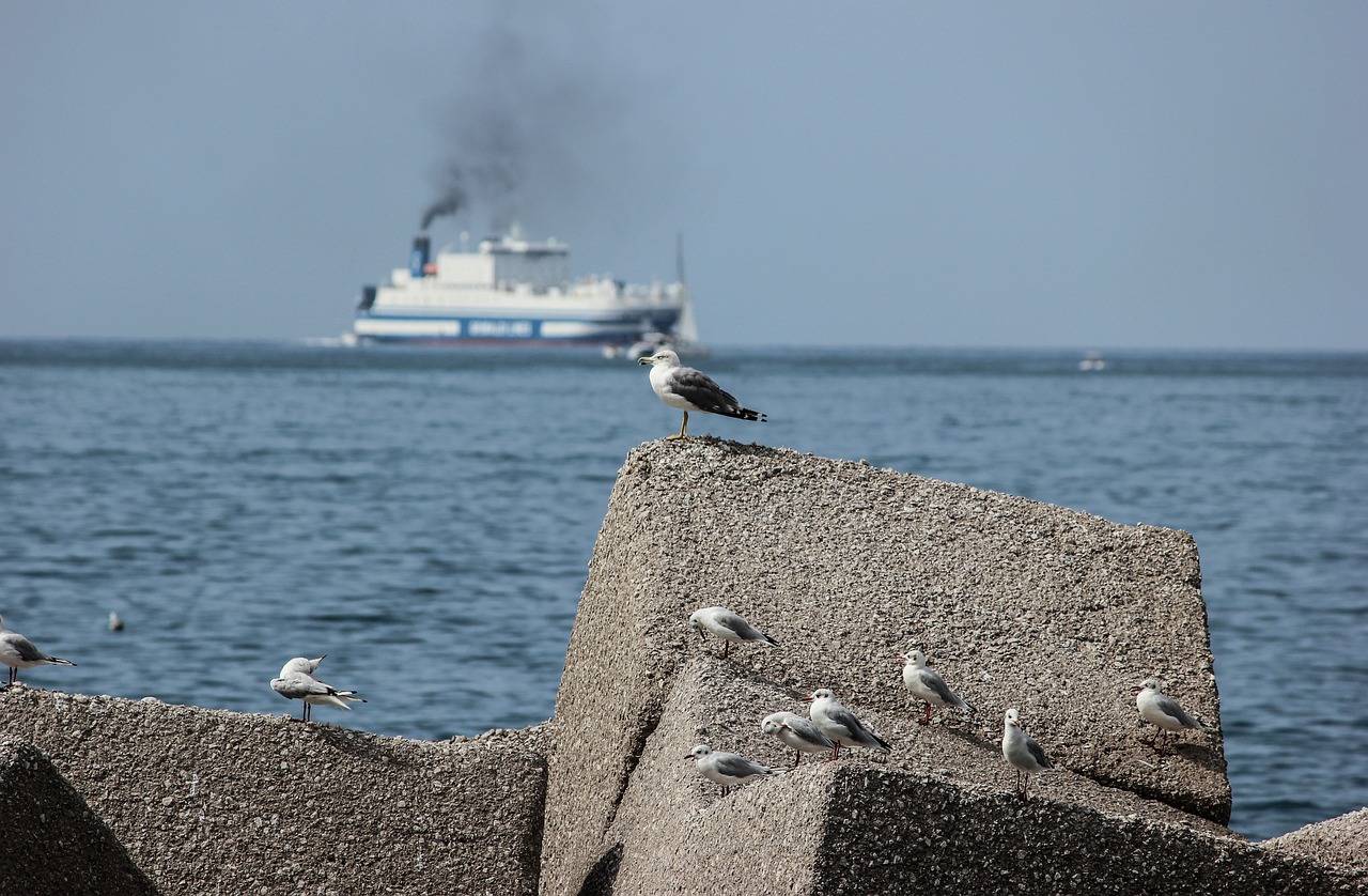 seagulls  sea  riva free photo