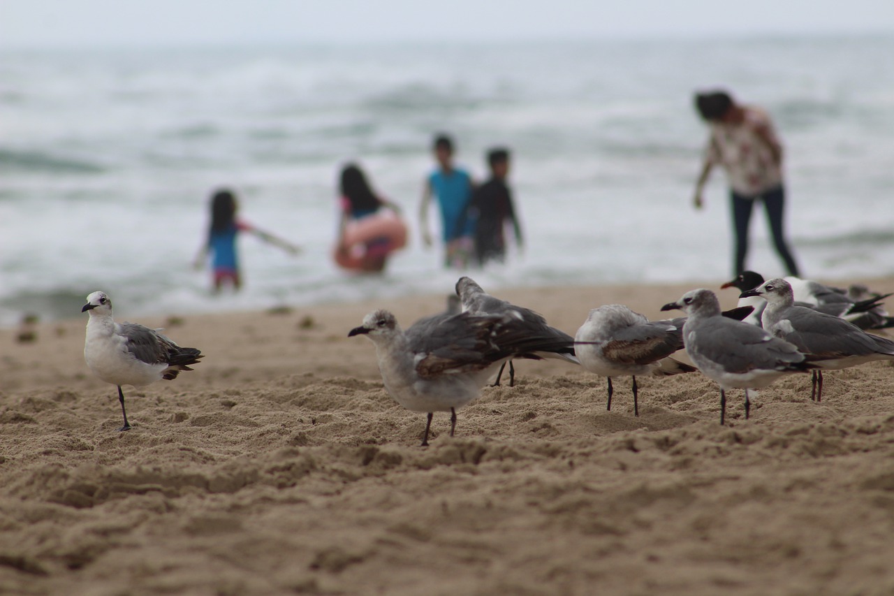 seagulls  birds  beach free photo