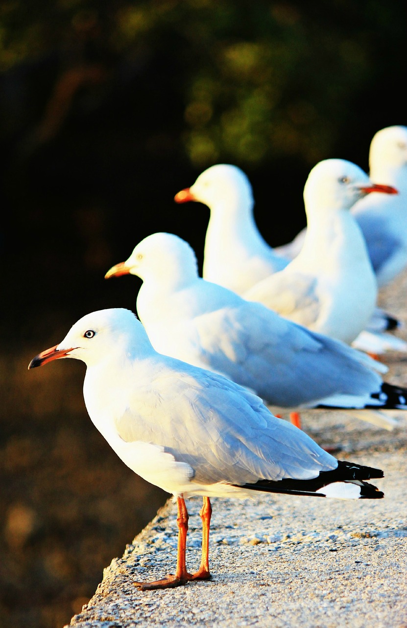 seagulls ocean bird free photo