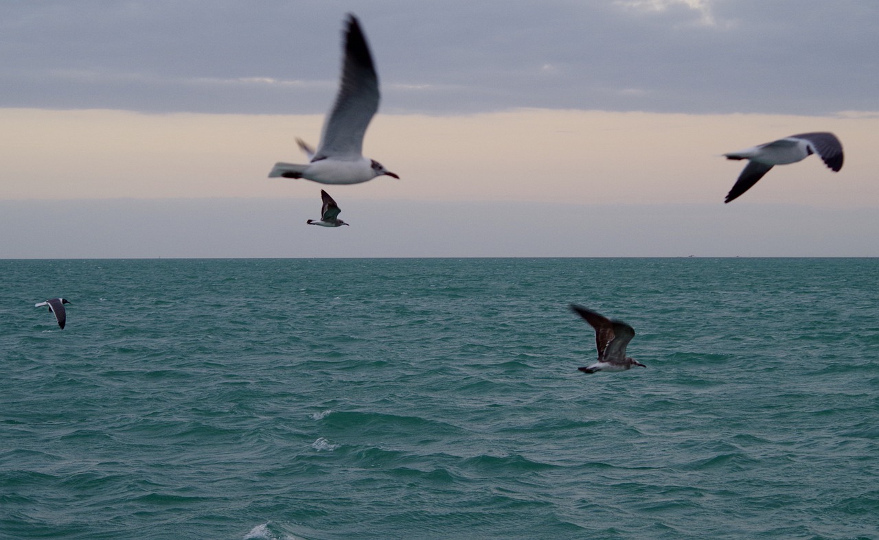 seagulls  seagull  sea free photo