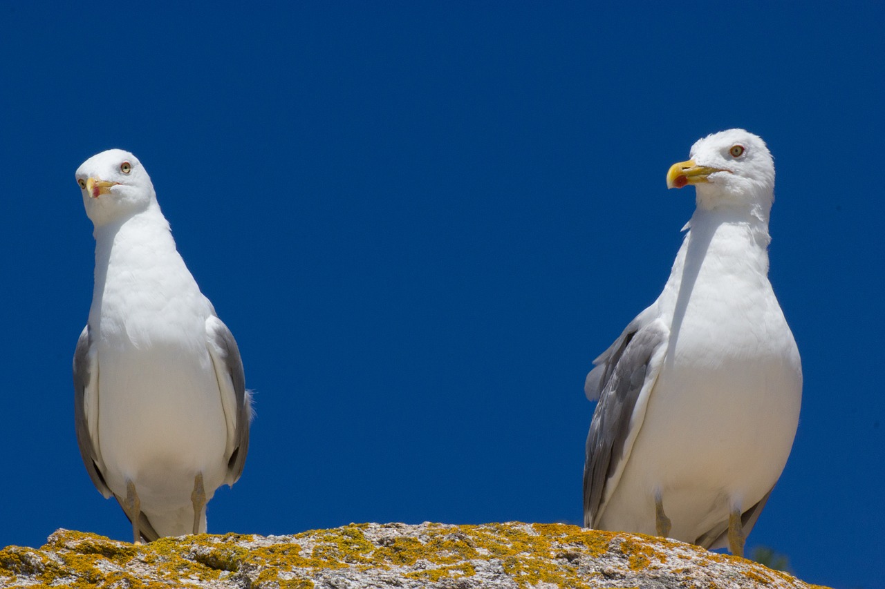 seagulls animal ave free photo