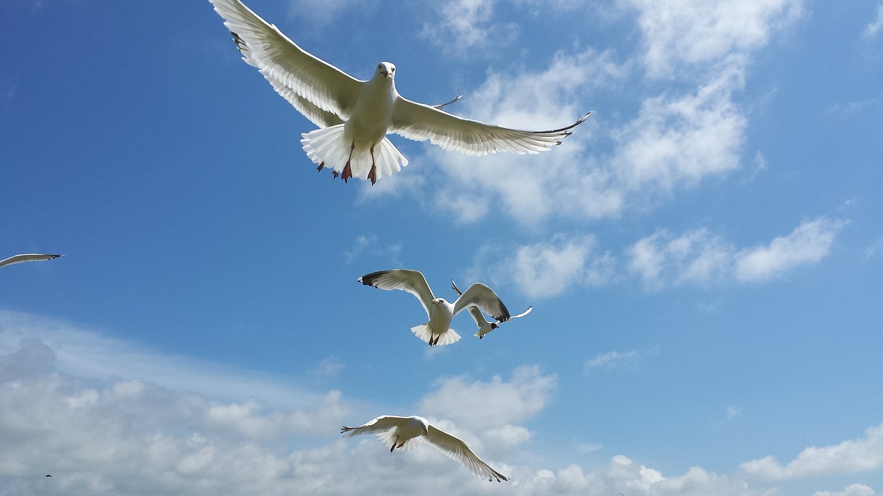 seagulls gull birds free photo