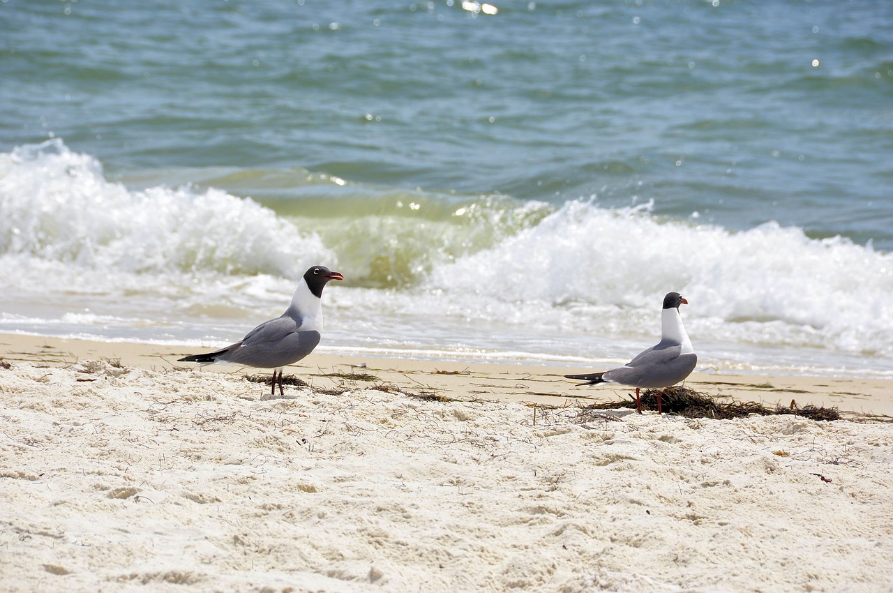 seagulls birds oceans free photo