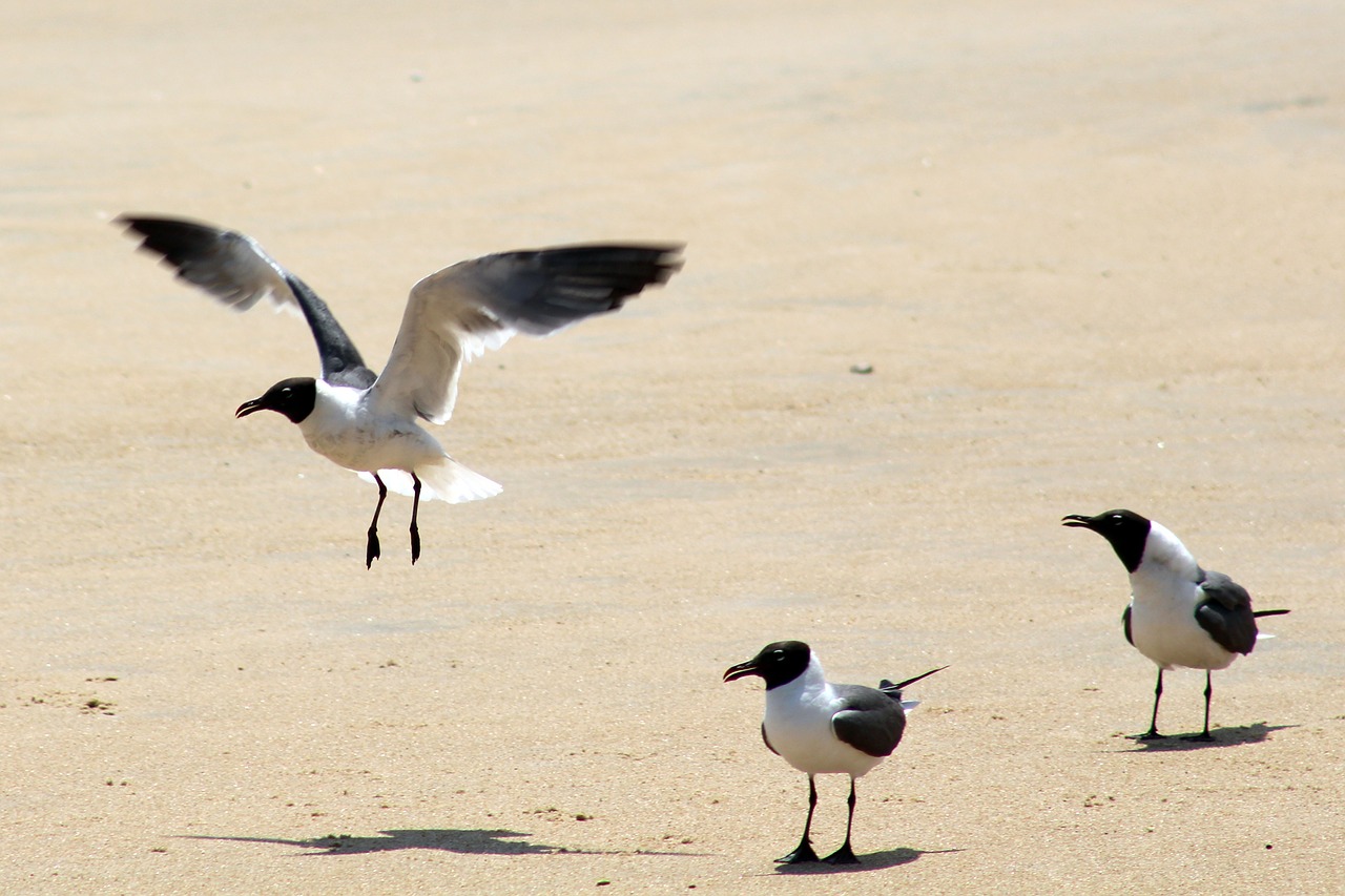 seagulls fly beach free photo