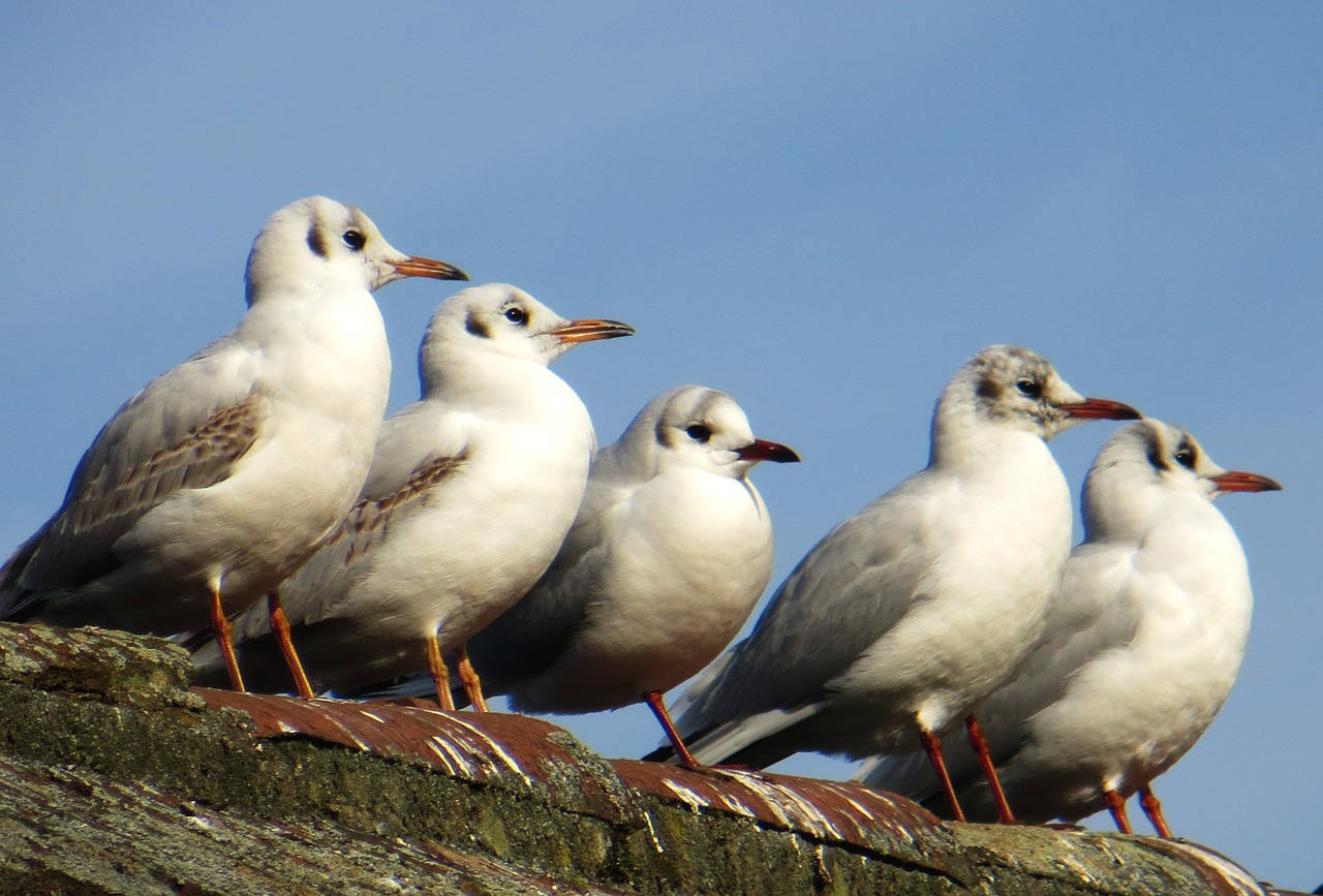 seagulls birds animals free photo