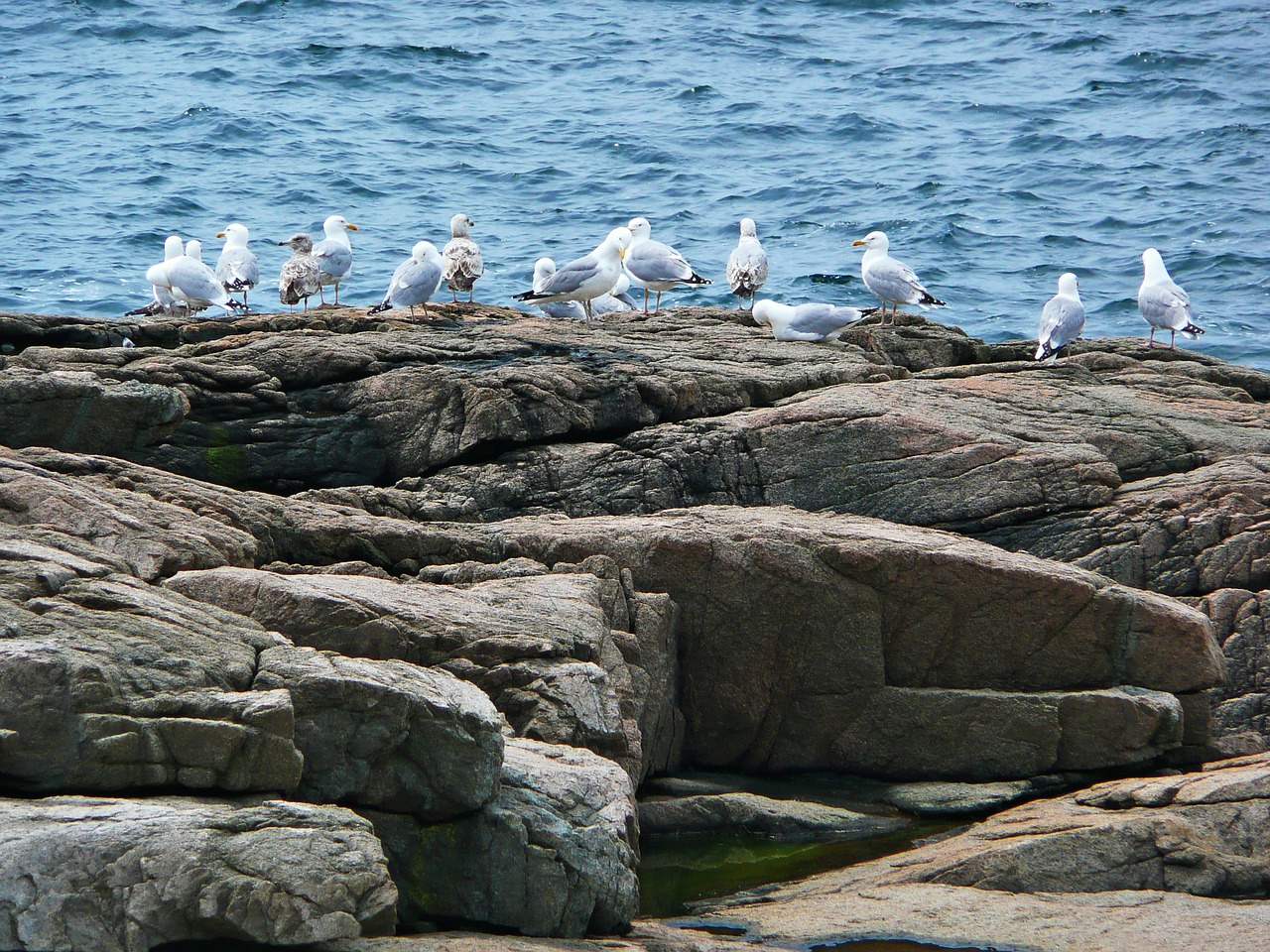 seagulls birds shoreline free photo